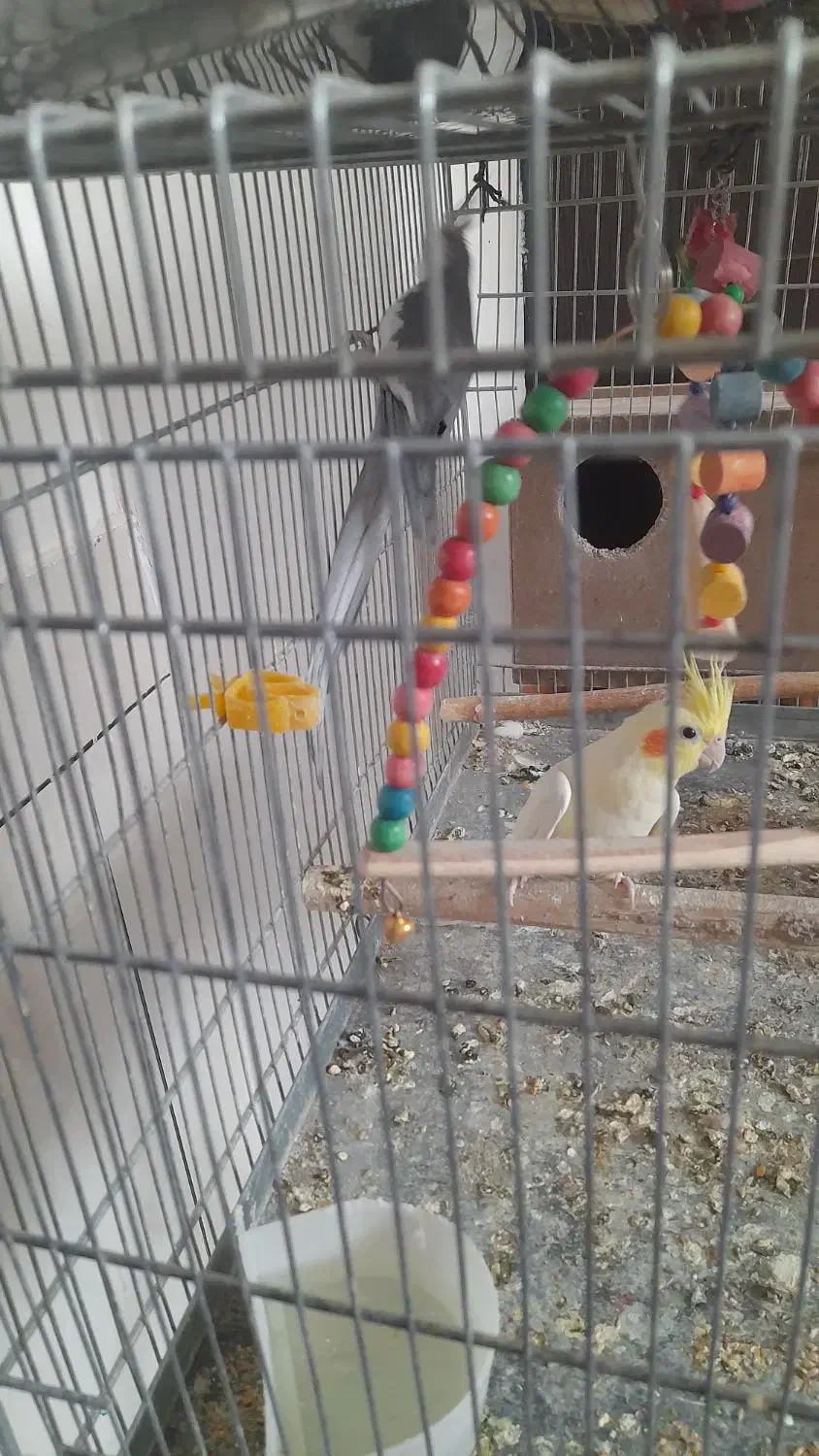 عروس هلندی مولد|پرنده|فارسان, |دیوار