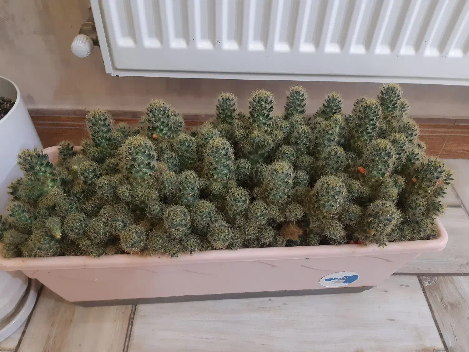 گل کاکتوس|گل و گیاه طبیعی|قزوین, |دیوار