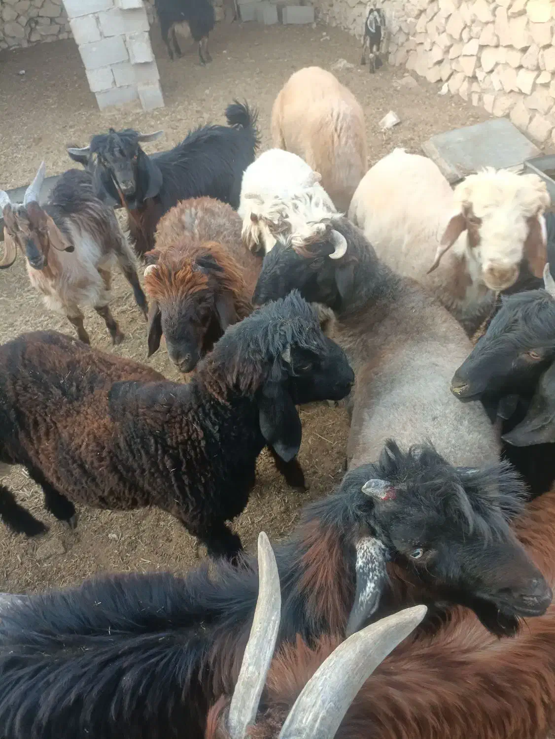 فروش بره و کهره|حیوانات مزرعه|ارم, |دیوار