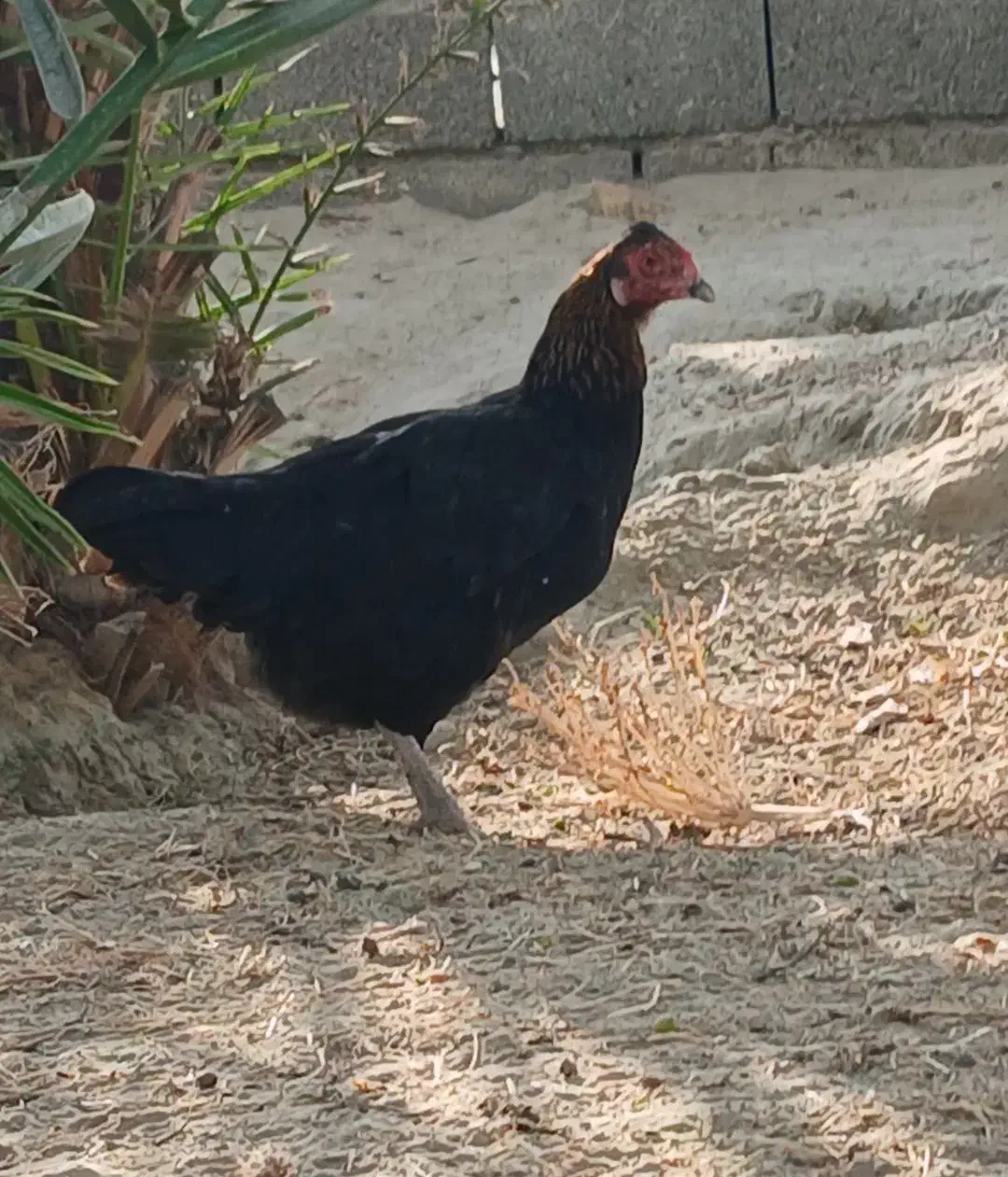مرغ محلی|حیوانات مزرعه|میناب, |دیوار