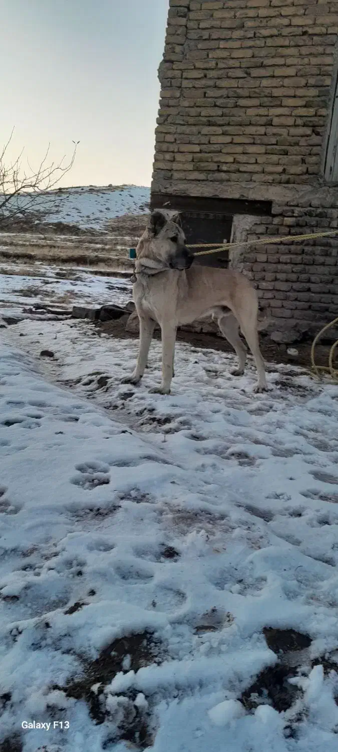 سگ سرابی|سگ|ترکمانچای, |دیوار