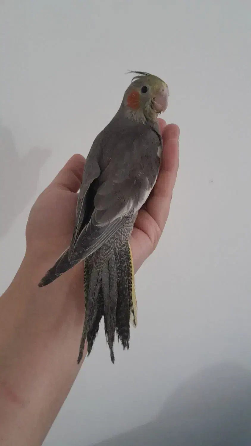 ۲عدد عروس خونگی میزون|پرنده|رشت, پاستوریزه|دیوار