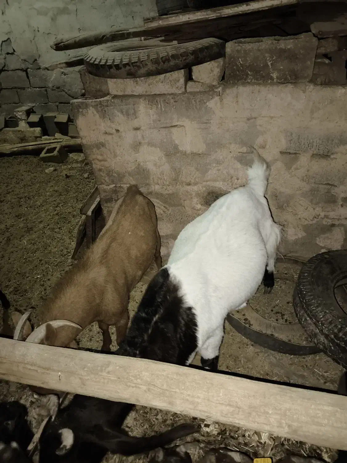 بز ماده آبستن پاکستانی و مورسیا و بز نر آلپاین|حیوانات مزرعه|دماوند, دماوند|دیوار