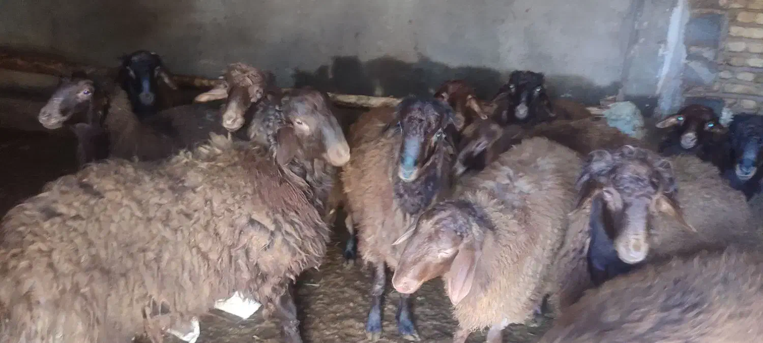 بره نر|حیوانات مزرعه|گلپایگان, |دیوار