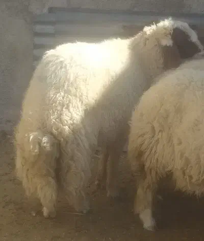 کاور ورن|حیوانات مزرعه|ایوان, |دیوار