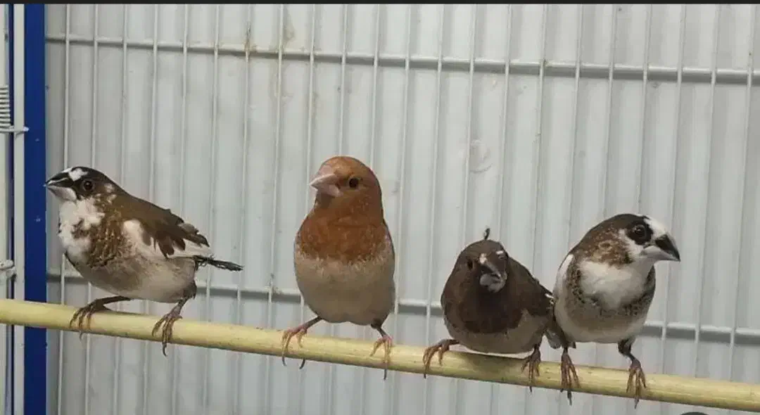 فنج بنگالی|پرنده|قم, قلعه عموحسین|دیوار