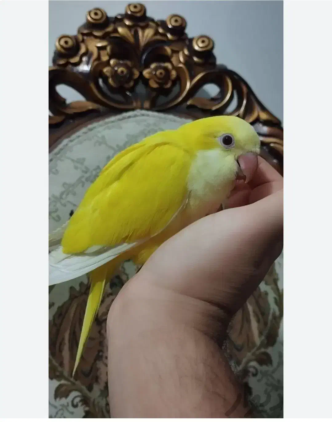 طوطی راهب زرد سفید آبی و پسته ای|پرنده|اهواز, شهرک شهید عباس پور|دیوار