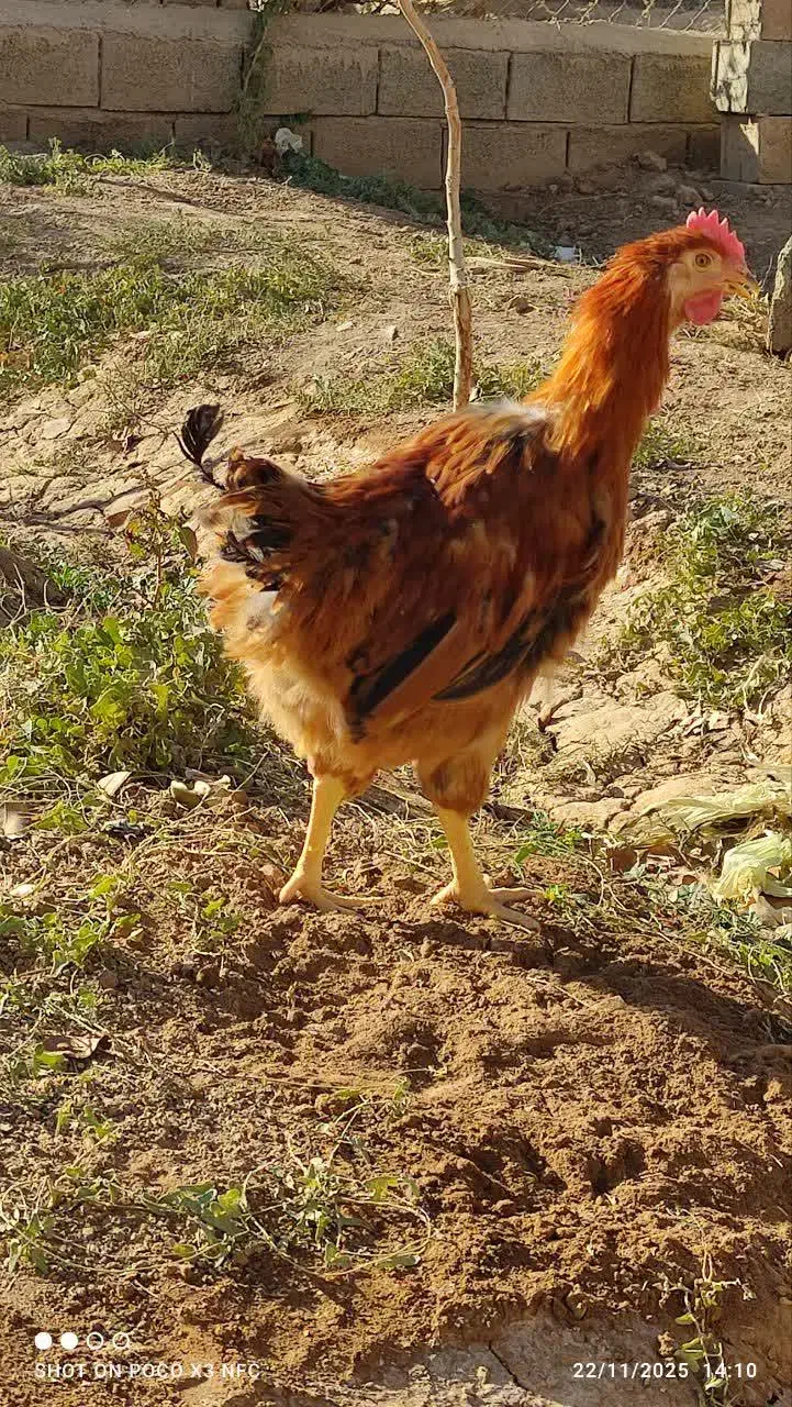 خروس جوان بومی|حیوانات مزرعه|شاهین‌شهر, خانه کارگر|دیوار