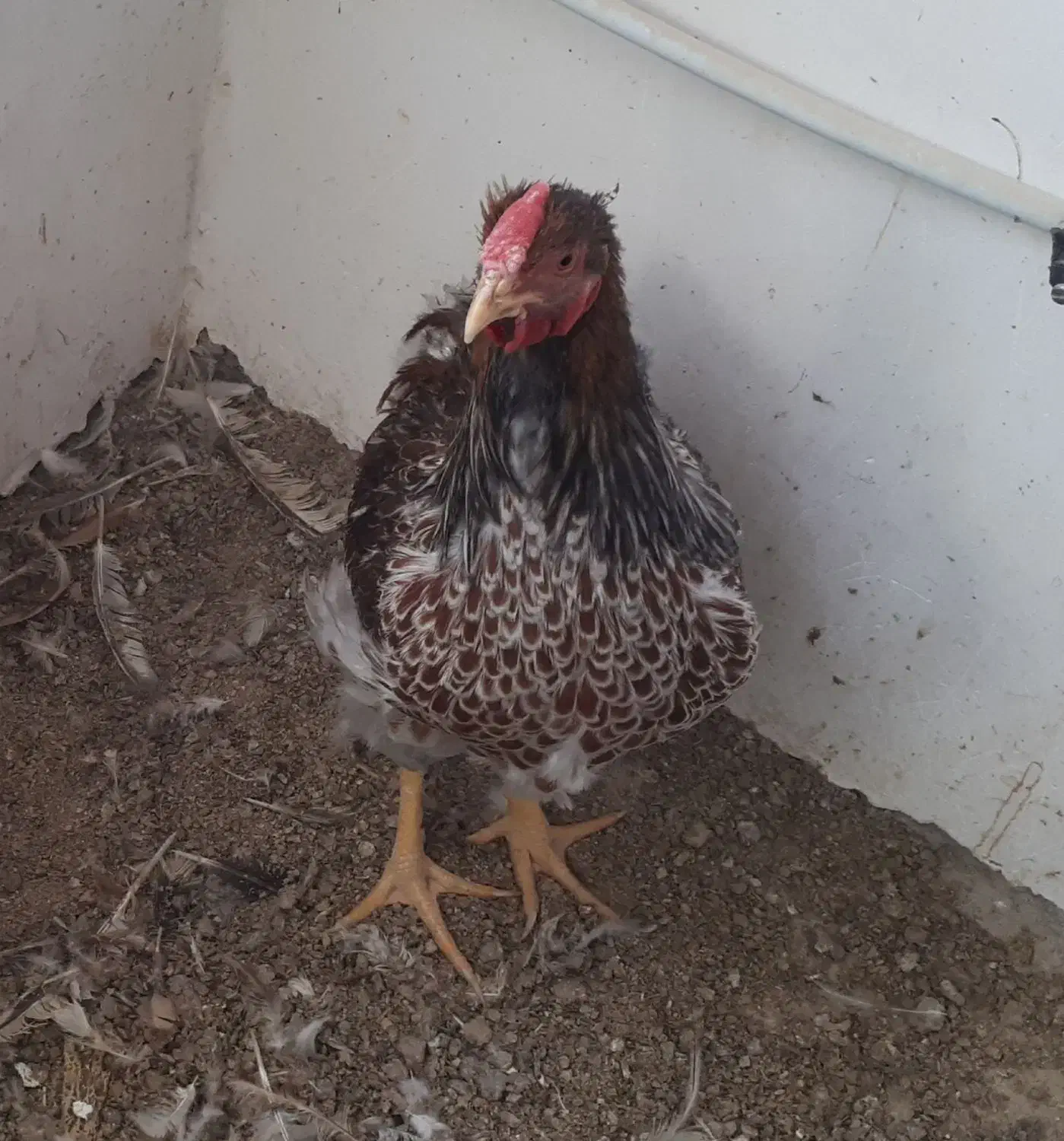 خروس ویاندوت آمریکایی و خروس لاری|حیوانات مزرعه|سبزوار, امیر کبیر|دیوار