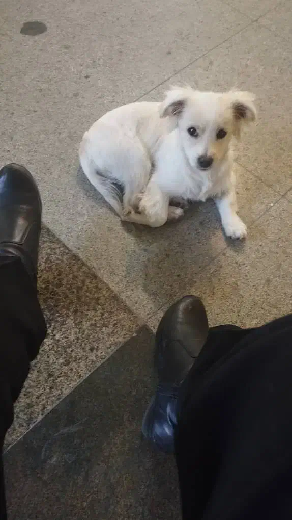 فروش سگ قیمت دو میلیون(20/000/000)|سگ|تبریز, |دیوار