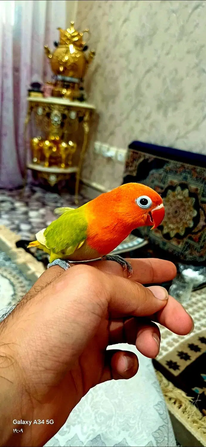 طوطی برزیلی اوپلاین دایلوت کاملا اهلی|پرنده|تهران, توحید|دیوار