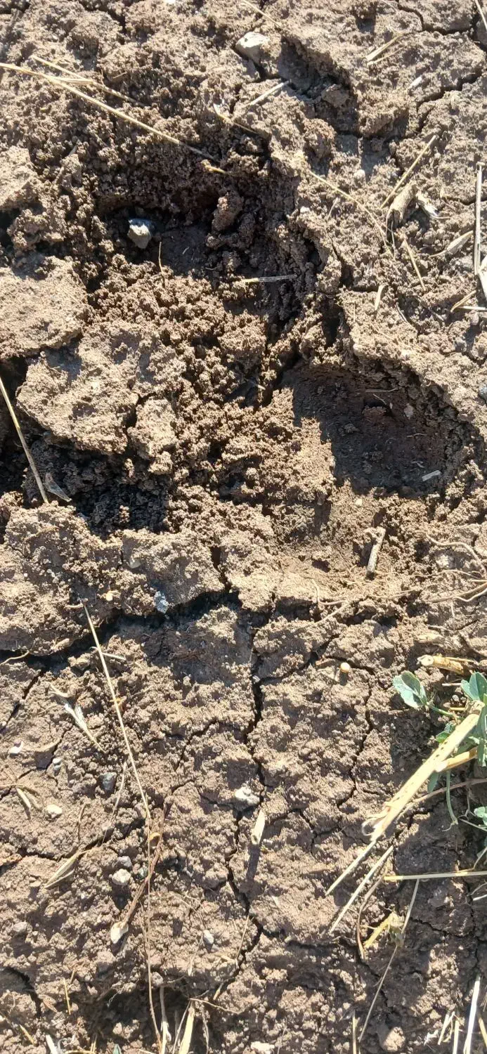 کود حیوانی ( گوسفند )|عمدهفروشی|دشتک, |دیوار