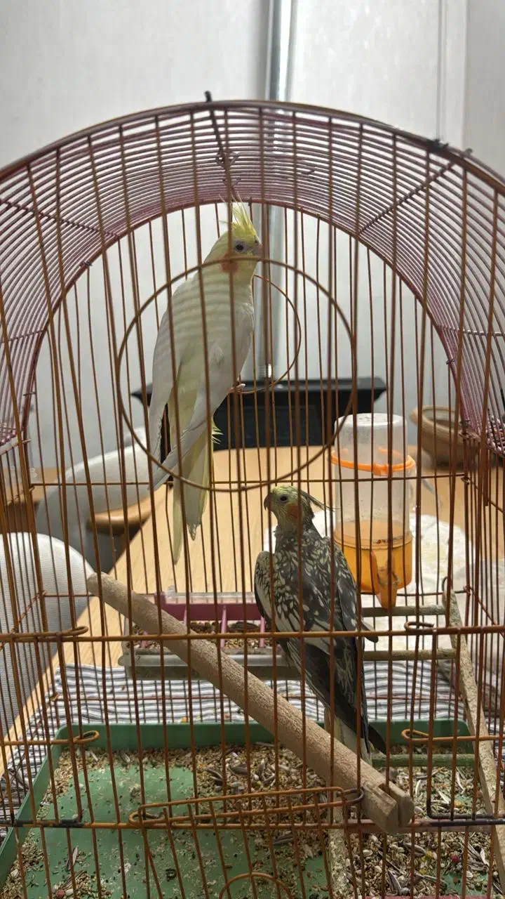 دو عدد عروس هلندی|پرنده|نجف‌آباد, امام خمینی|دیوار