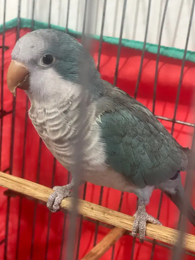 طوطی راحب|پرنده|بندرعباس, |دیوار