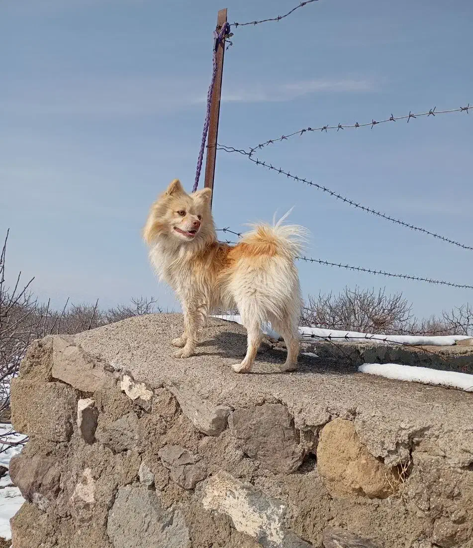 سگ نر|سگ|اردبیل, |دیوار