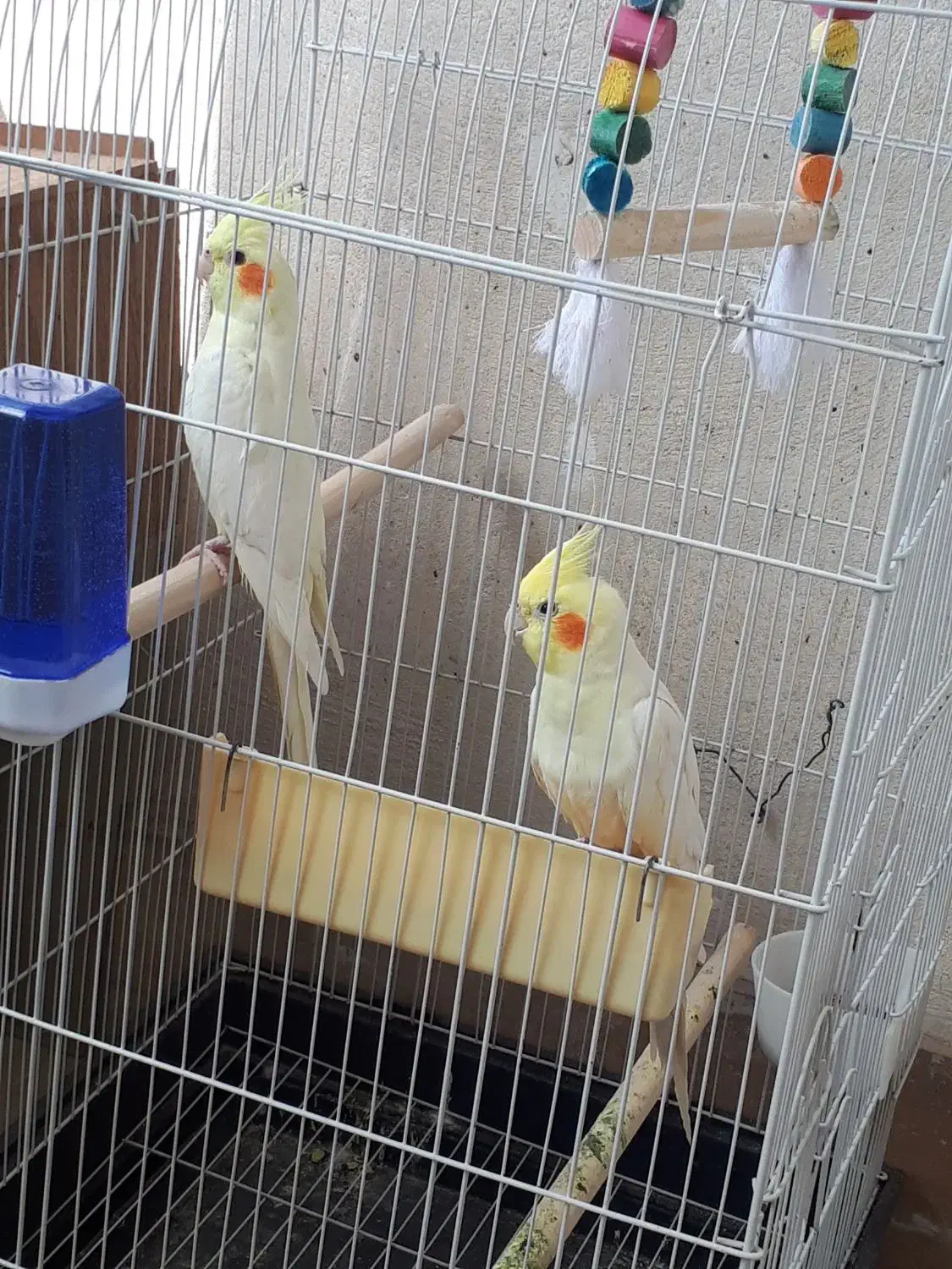 طوطی عروس هلندی|پرنده|سمنان, |دیوار