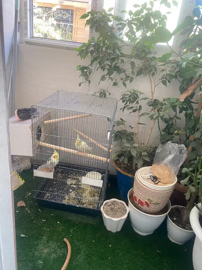 عروس هلندی|پرنده|قدس, شهر‌قدس|دیوار