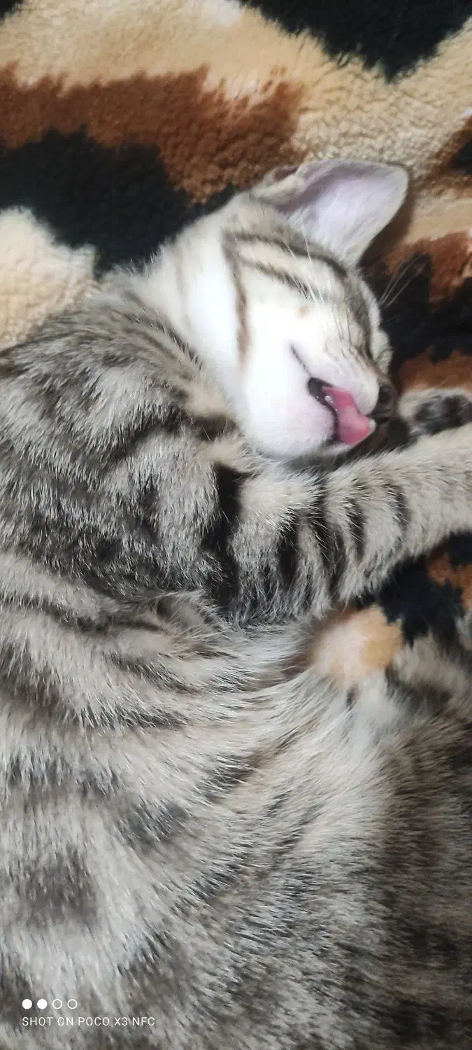 واگذاری رایگان گربه|گربه|تهران, مینای شمالی (مخبر)|دیوار