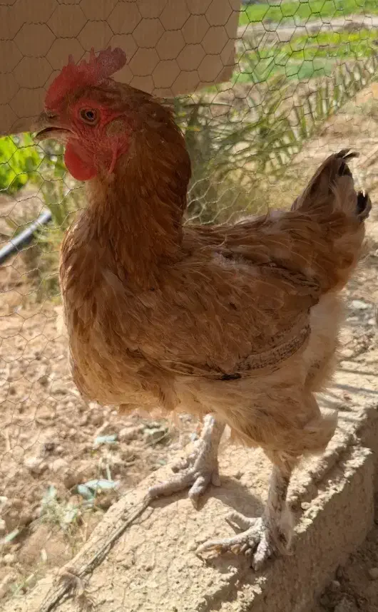 مرغ دیلگونی|حیوانات مزرعه|بهبهان, |دیوار