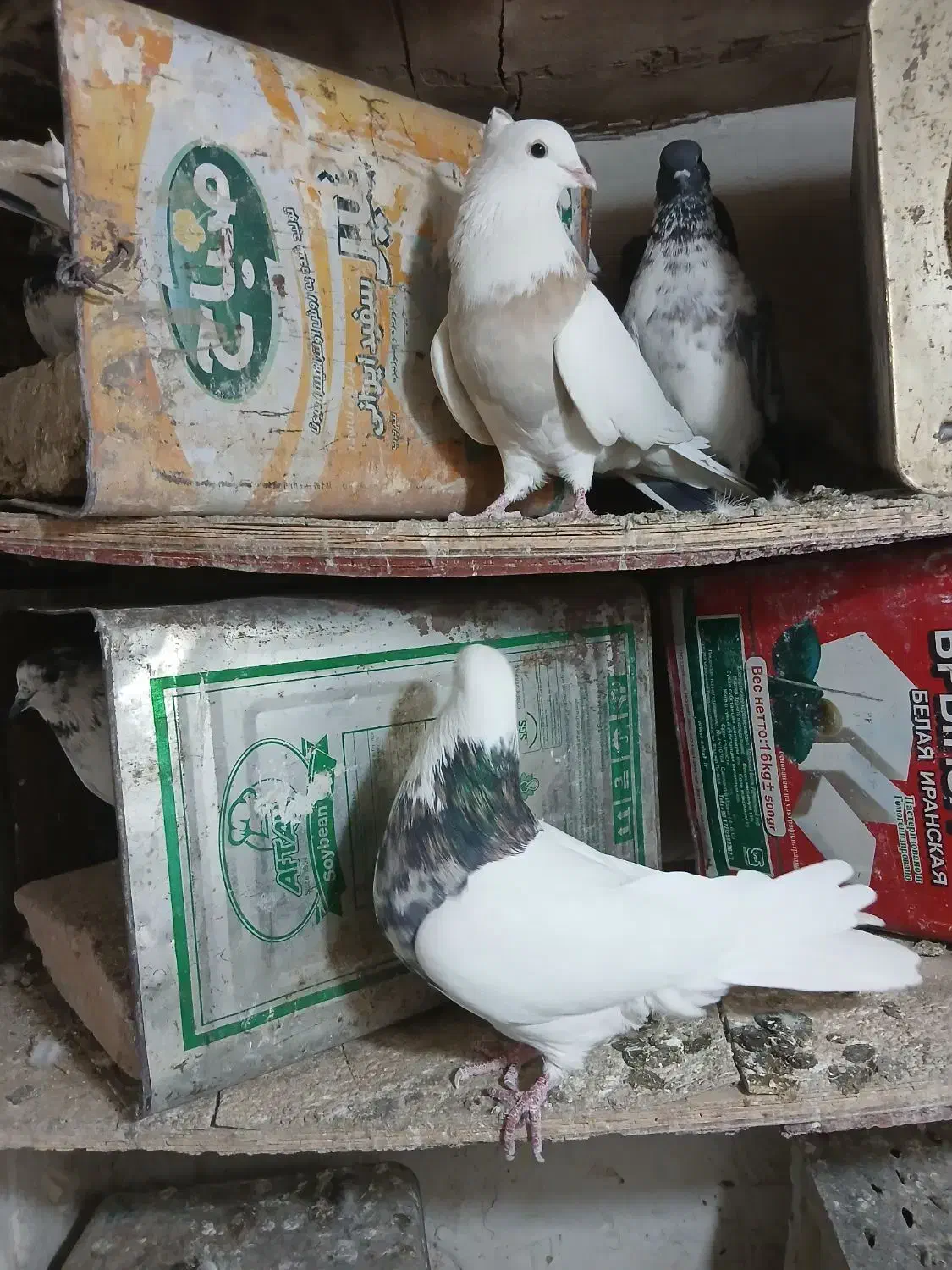 یک جفت طوقی .زمان جواب گوی ساعت ۷ شب ب بعد|پرنده|ملایر, |دیوار