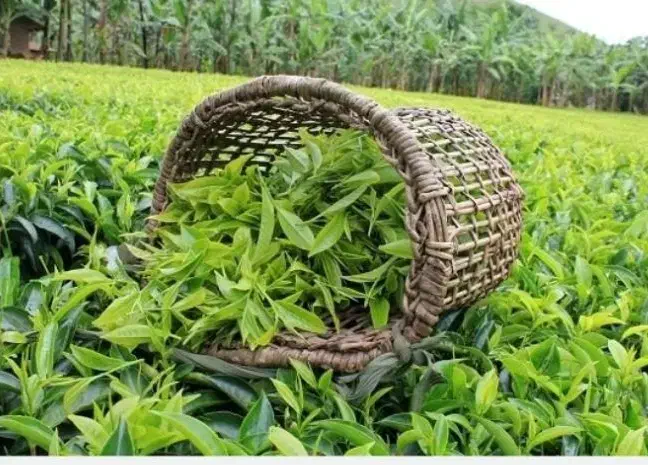 استخدام نیروی آقا در کارخانه چای|استخدام صنعتی، فنی، مهندسی|رودسر, |دیوار