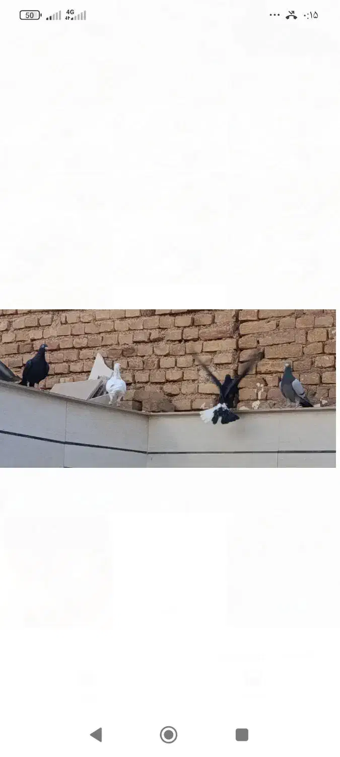 کفترا پرشی جفتگا هستن  فروشی|پرنده|سبزوار, امیر کبیر|دیوار