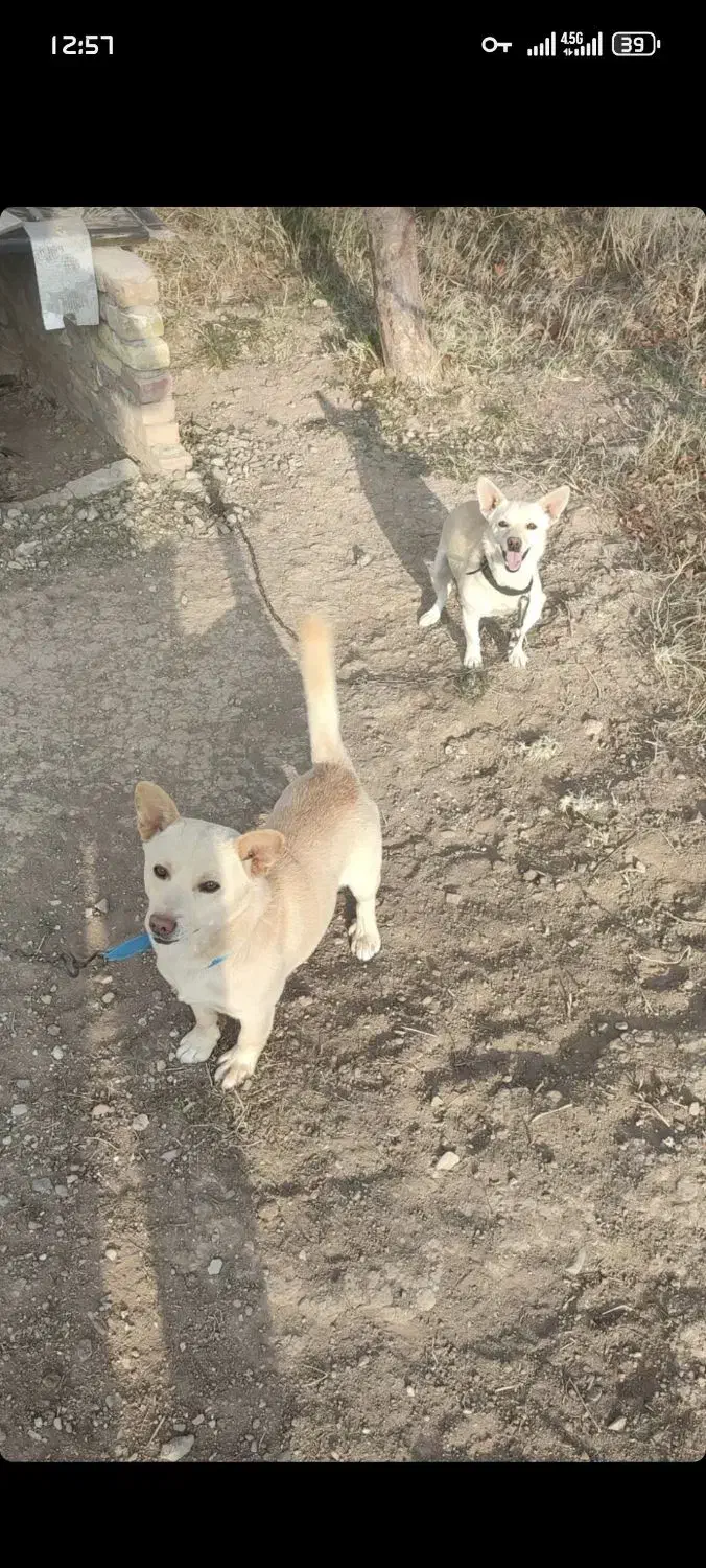 واگذاری پا کوتاه( بیسدی)|سگ|تبریز, |دیوار