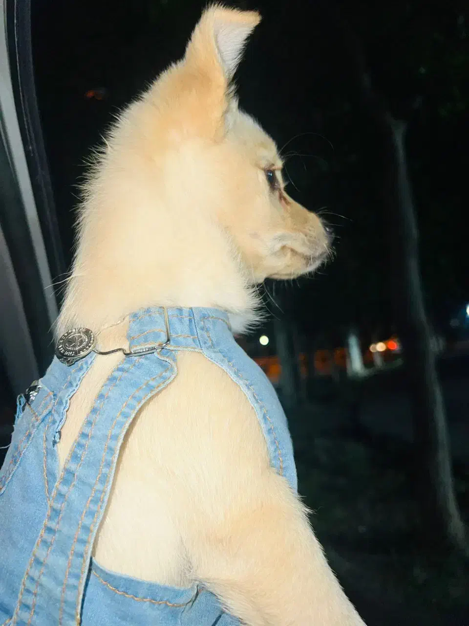 واگذاری سگ پامر ماده باهوش|سگ|شیراز, شهرک گلدشت حافظ‎|دیوار