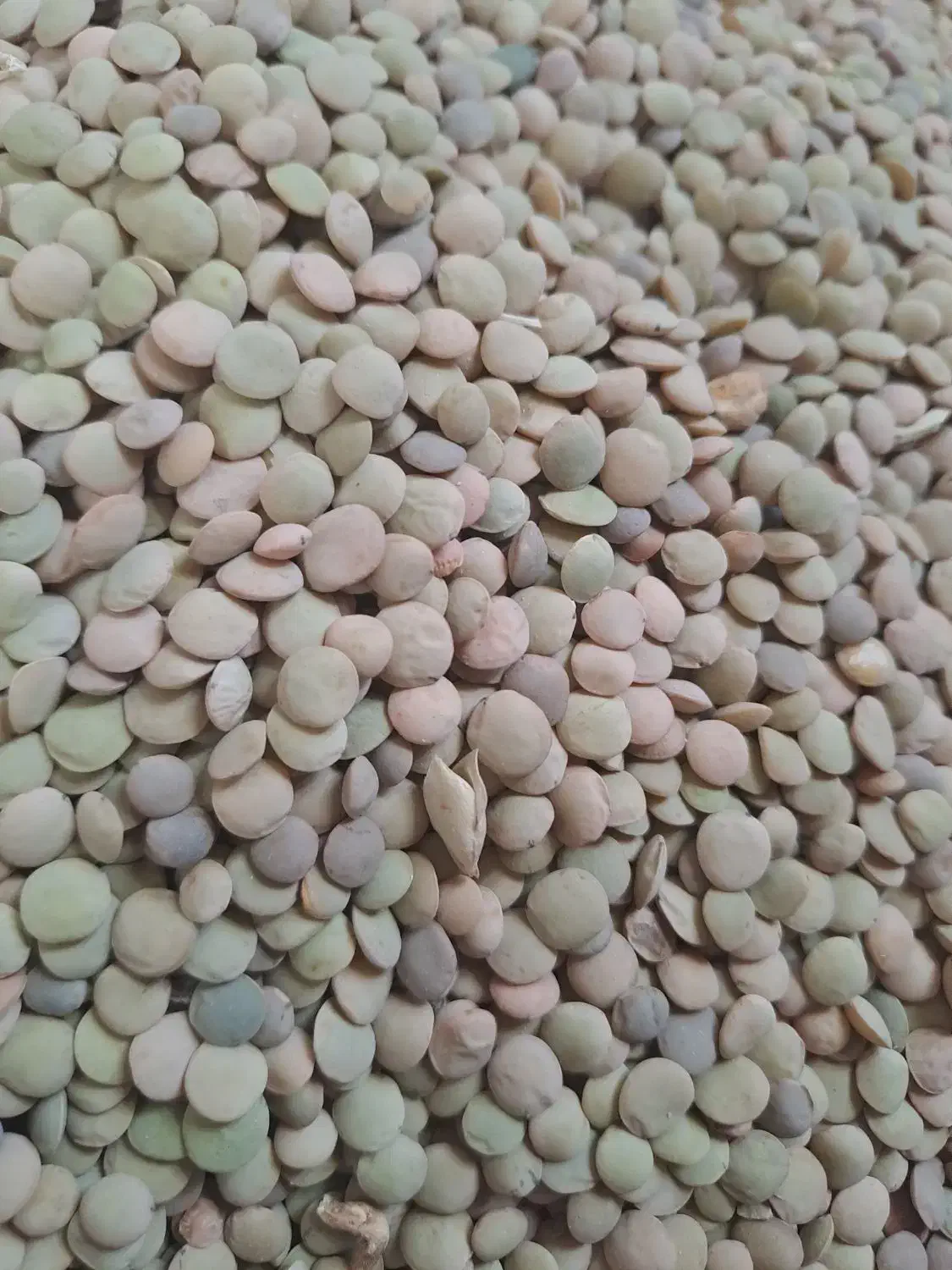 عدس|خوردنی و آشامیدنی|رزن, |دیوار