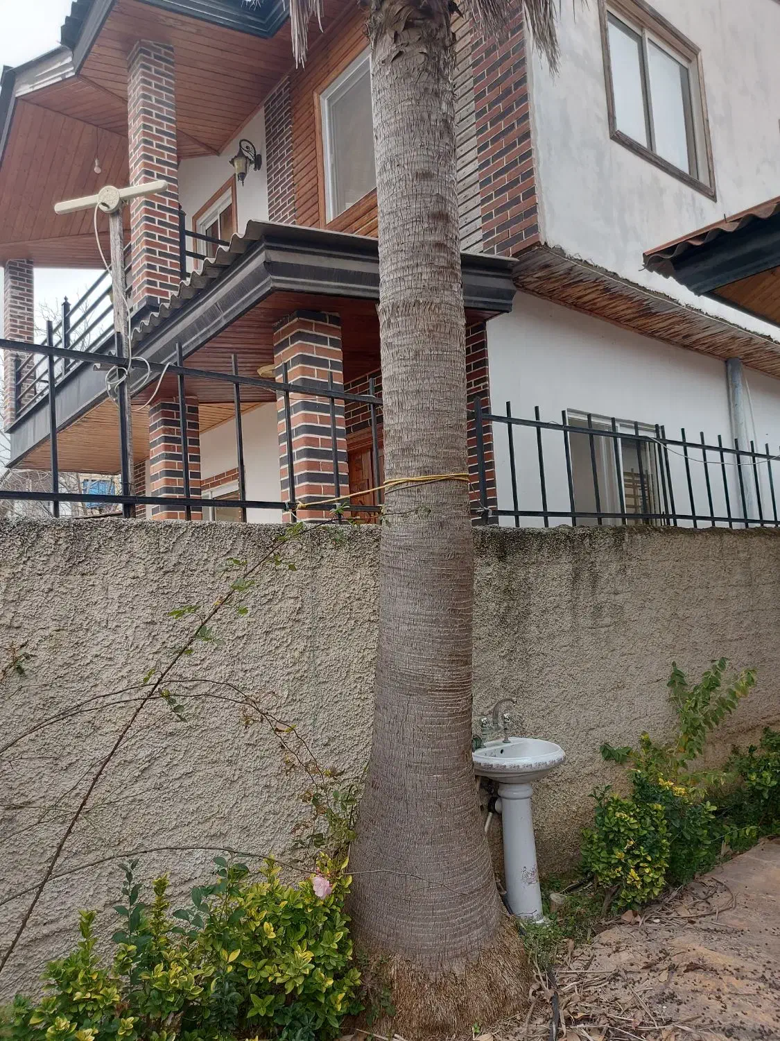 درخت|گل و گیاه طبیعی|نوشهر, |دیوار