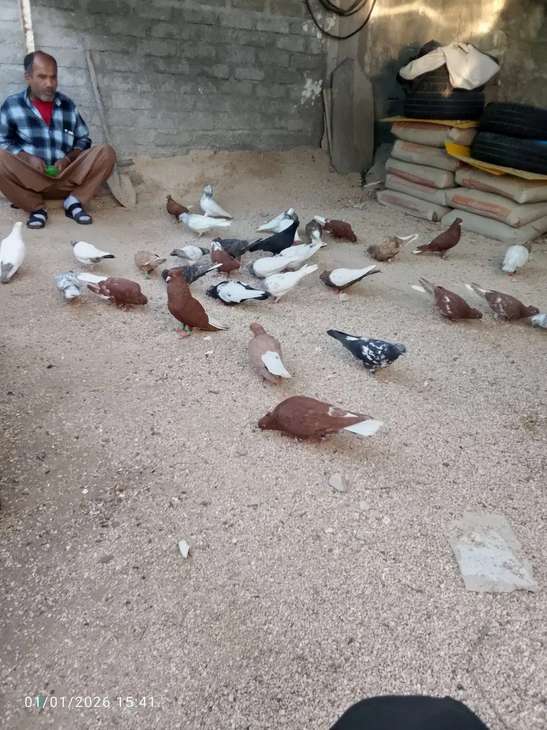 بستک|پرنده|بستک, |دیوار