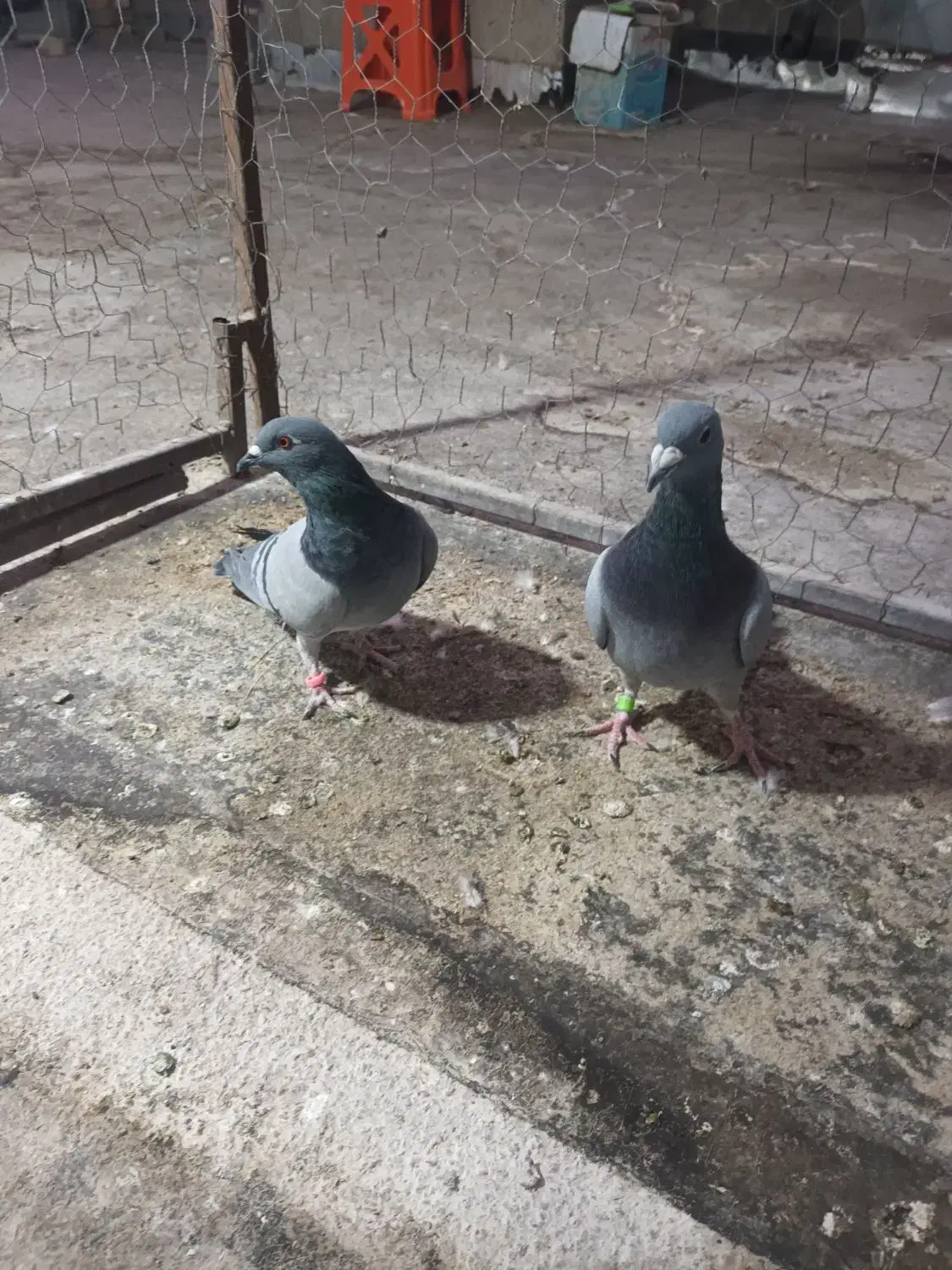 یک جفت سبز پلاکی|پرنده|مرودشت, پشت سایپا‎|دیوار