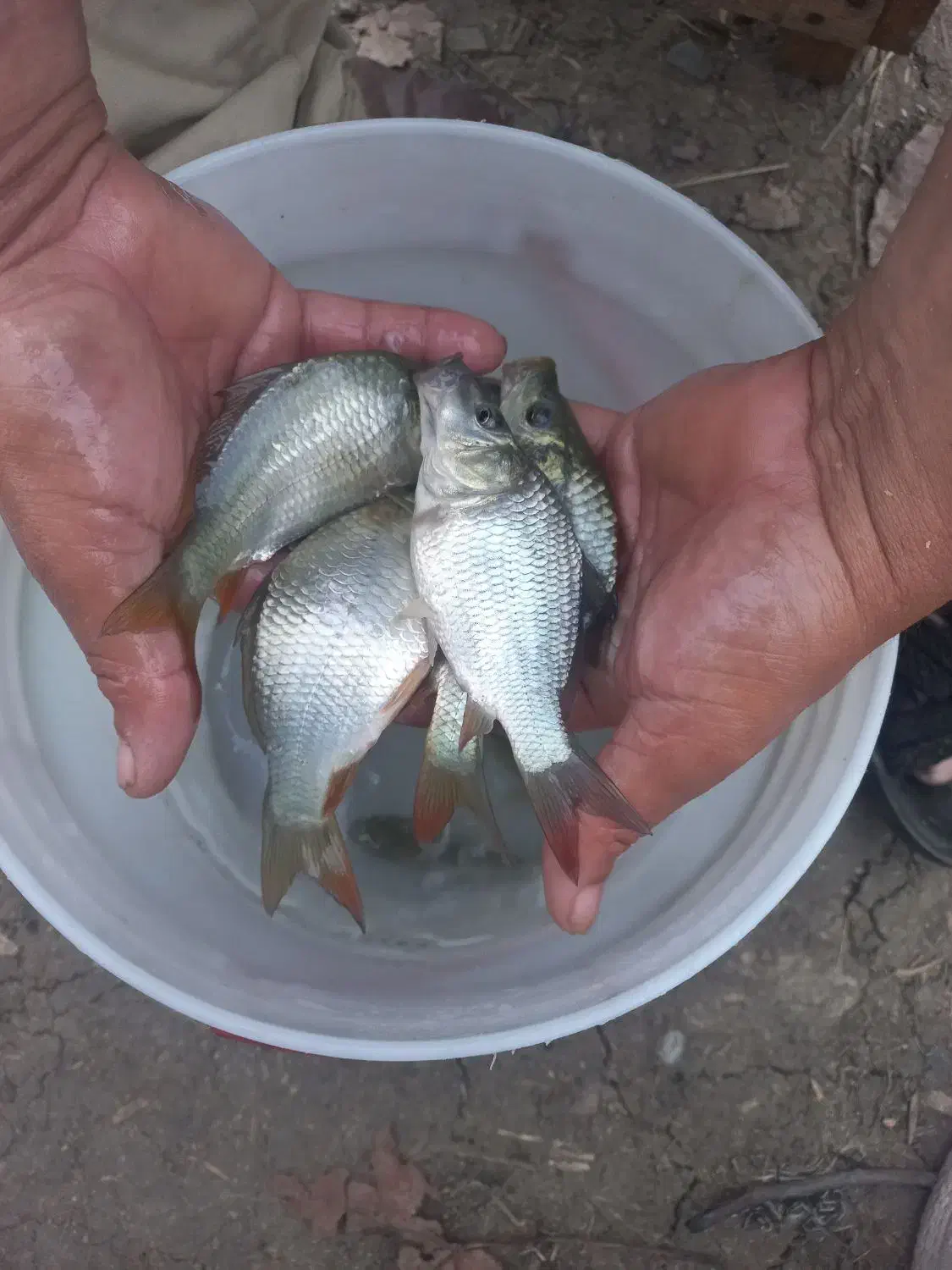 ماهی کپور بدون واسطه|ماهی|رشت, حومه رشت|دیوار