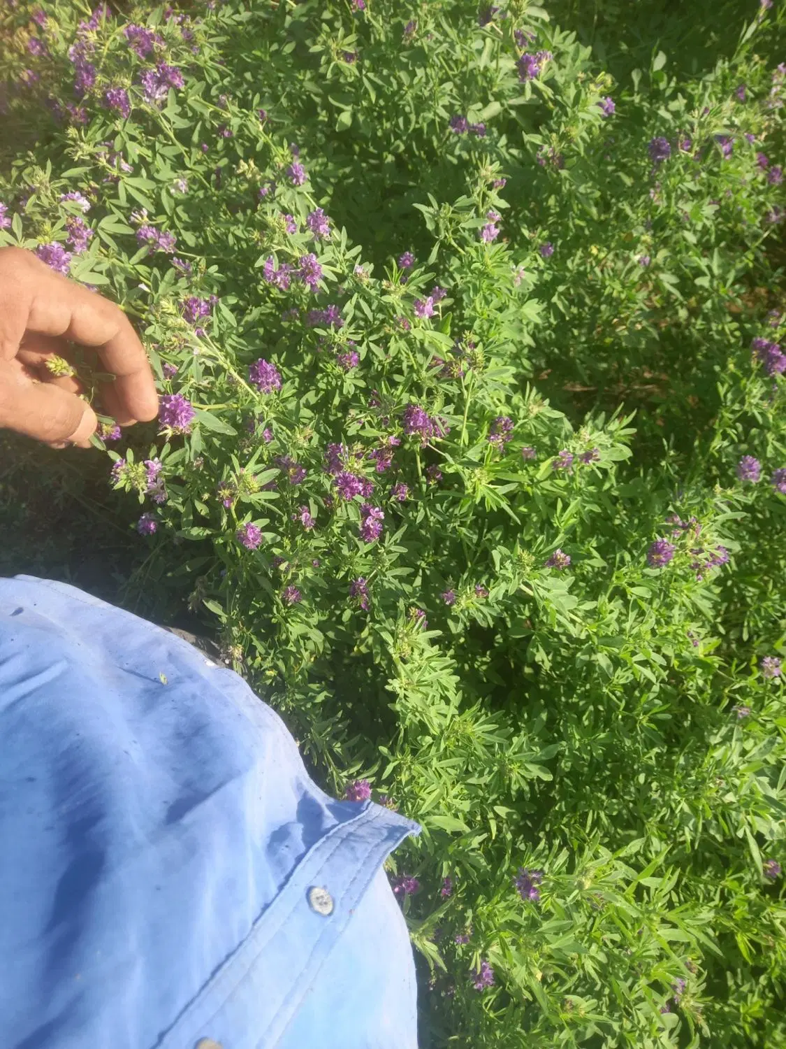 بیده ینجه|گل و گیاه طبیعی|جیرفت, |دیوار