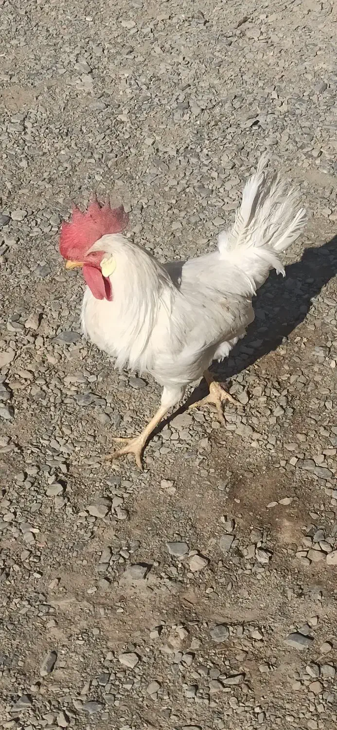 خروس|حیوانات مزرعه|ملایر, |دیوار