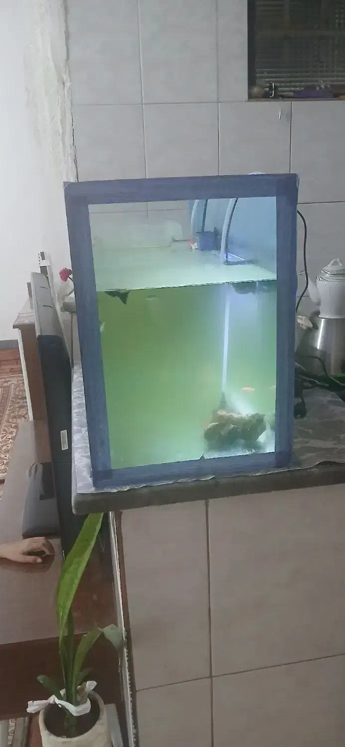 آکواریوم ۶۰در ۴۰|ماهی|قم, ولیعصر|دیوار