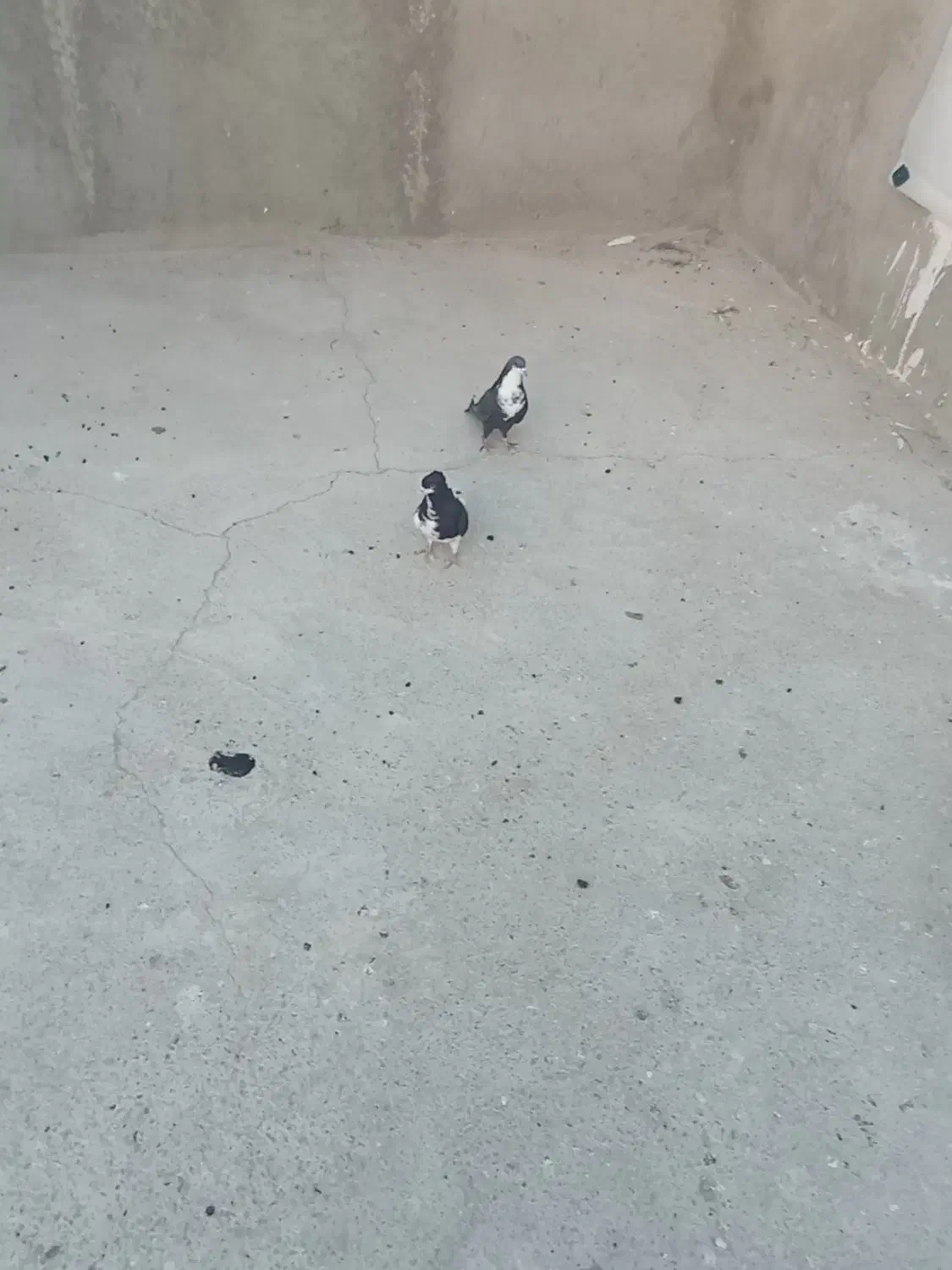 کفتر|پرنده|سراوان, |دیوار