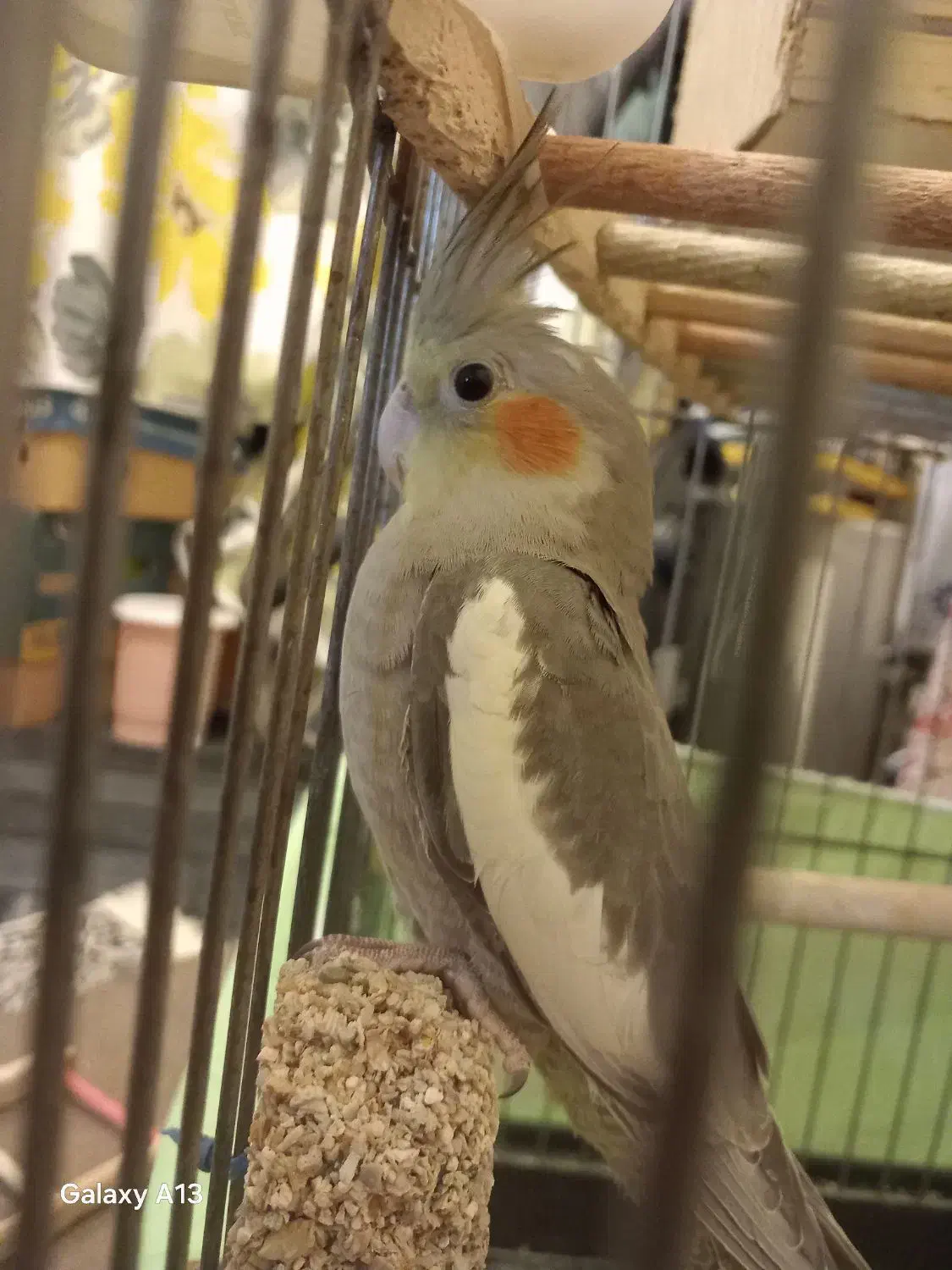 عروس هلندی سینامون نر|پرنده|پاکدشت, شهرک امام رضا|دیوار