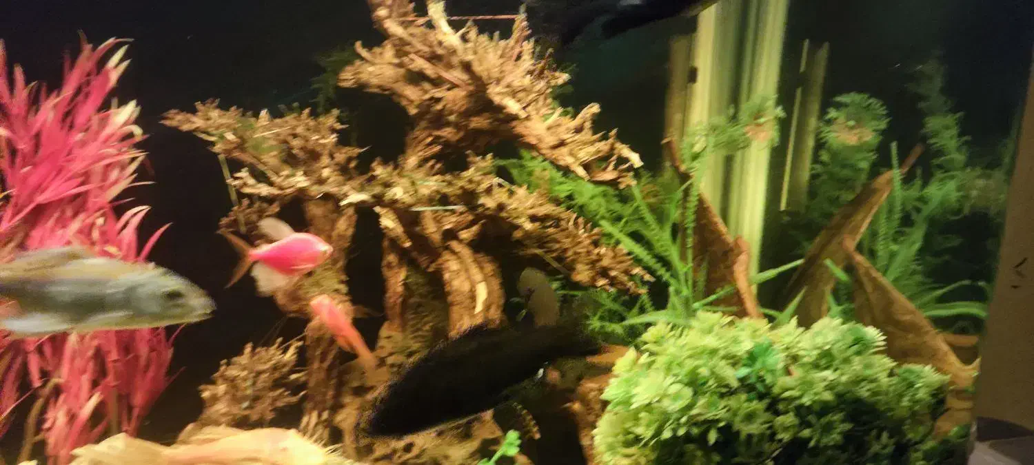 کوی مشکی|ماهی|مشهد, جانباز|دیوار