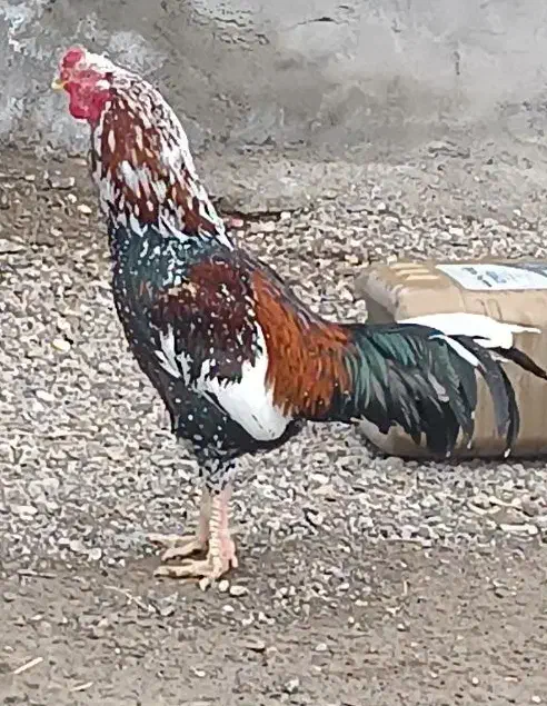 لاری اصل|حیوانات مزرعه|مشگین شهر, |دیوار