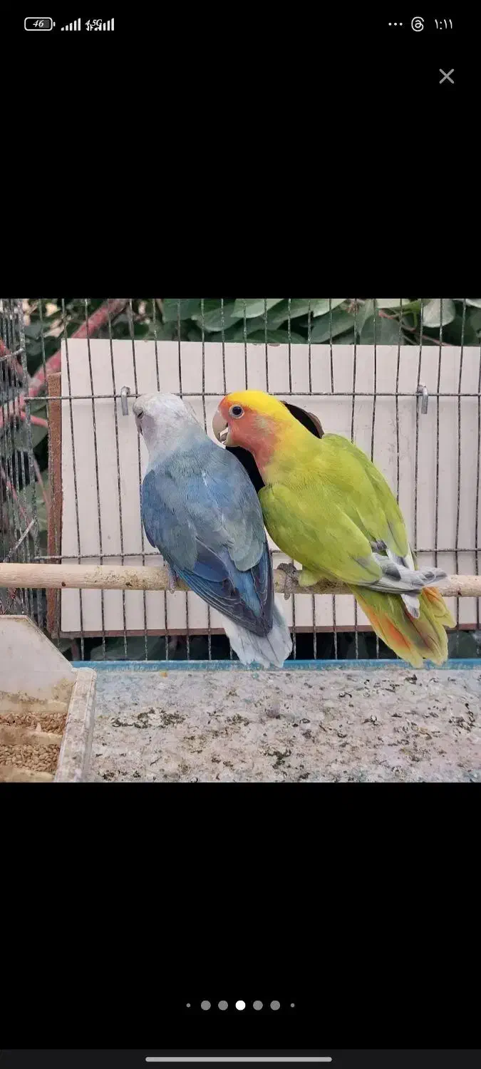 طوطی برزیلی مولد|پرنده|ارومیه, |دیوار