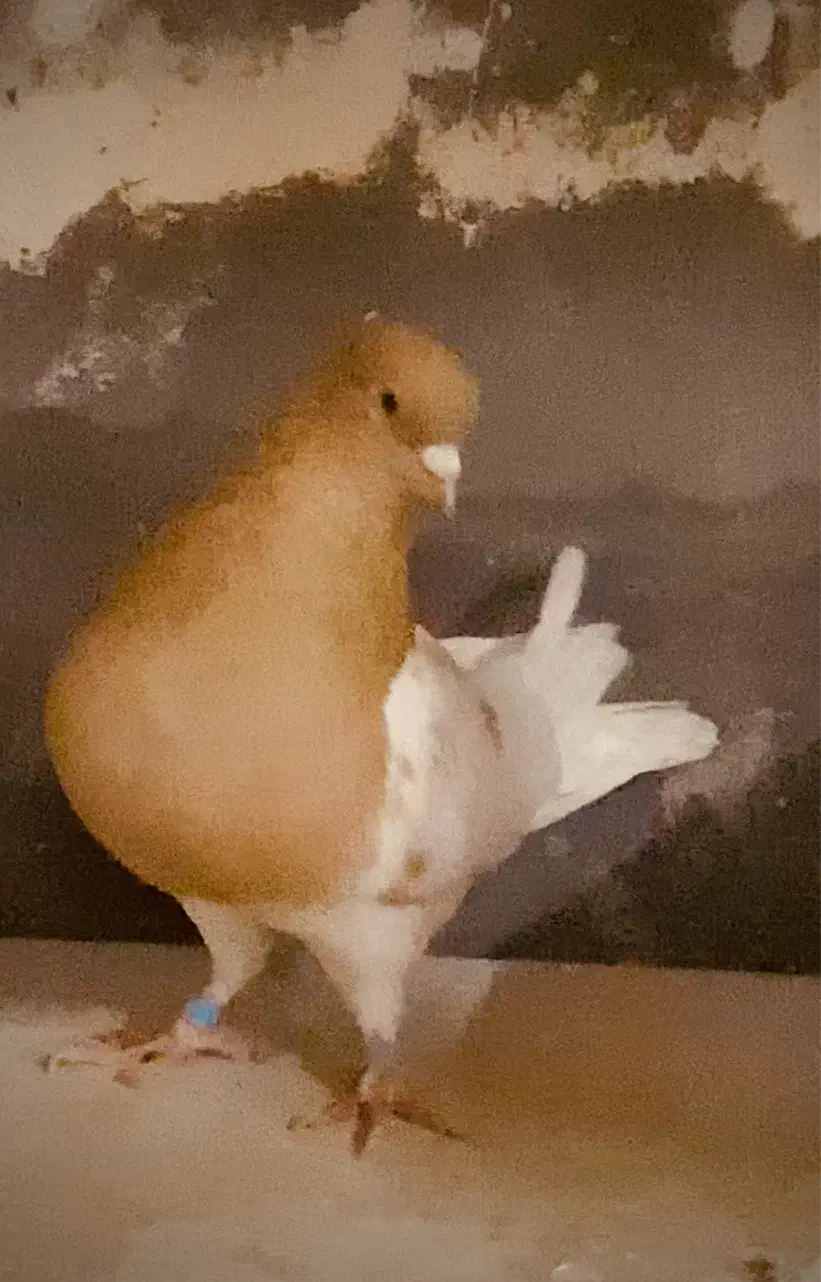 کله زرد نر|پرنده|شاندیز, |دیوار