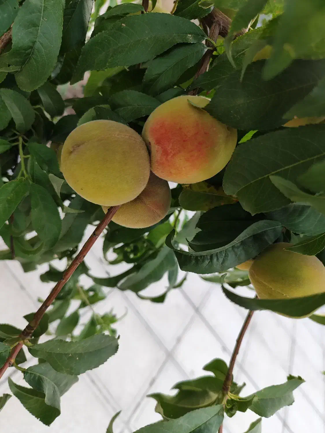 باغ در وهن آباد|فروش زمین و ملک کلنگی|رباط‌کریم, وهن آباد|دیوار