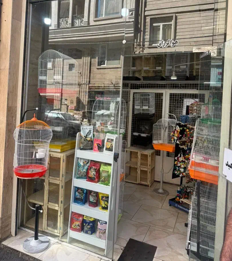 راهب عروس برزیلی کرینچیگ سخنگو رام دستی|پرنده|تهران, وحیدیه|دیوار