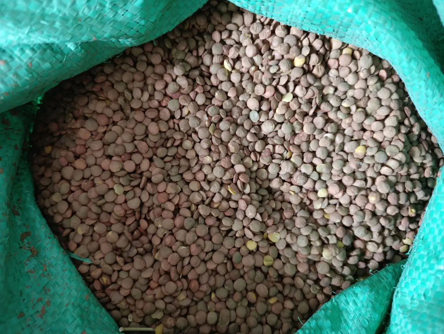 عدس پلویی زودپز|خوردنی و آشامیدنی|کوهدشت, |دیوار