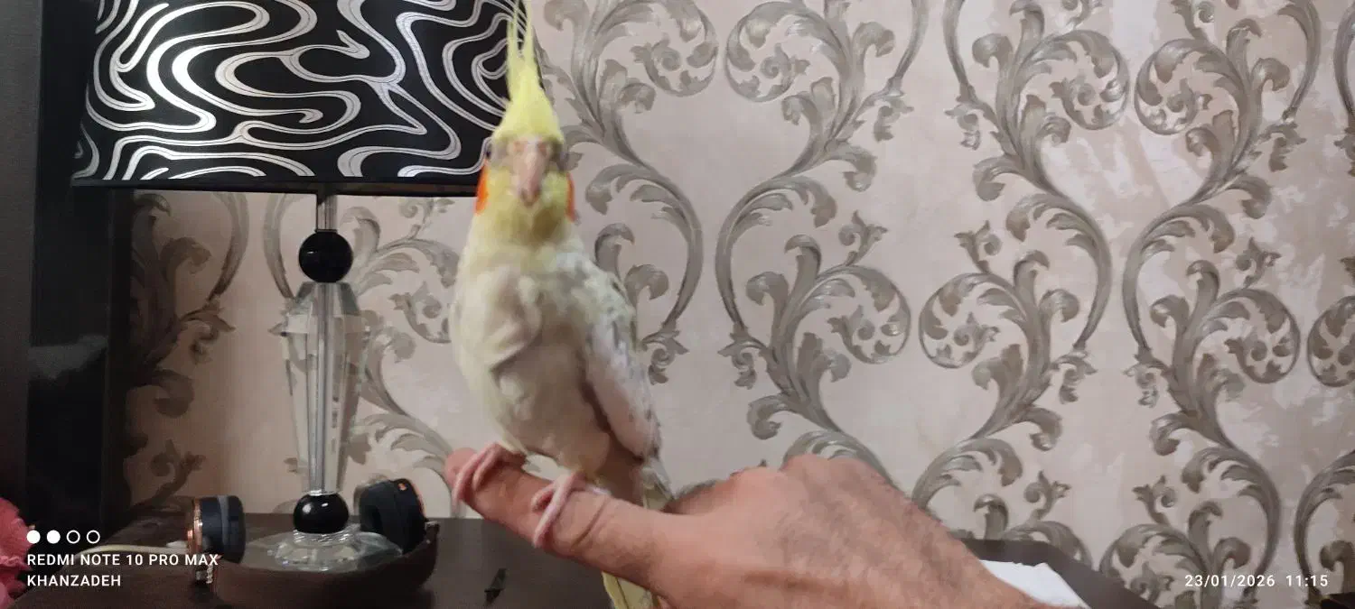 عروس هلندی ماده|پرنده|سهند, |دیوار