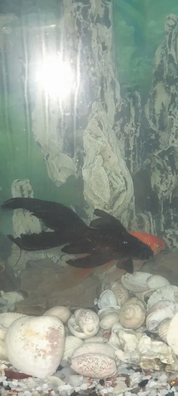 آکواریوم|ماهی|سوسنگرد, |دیوار