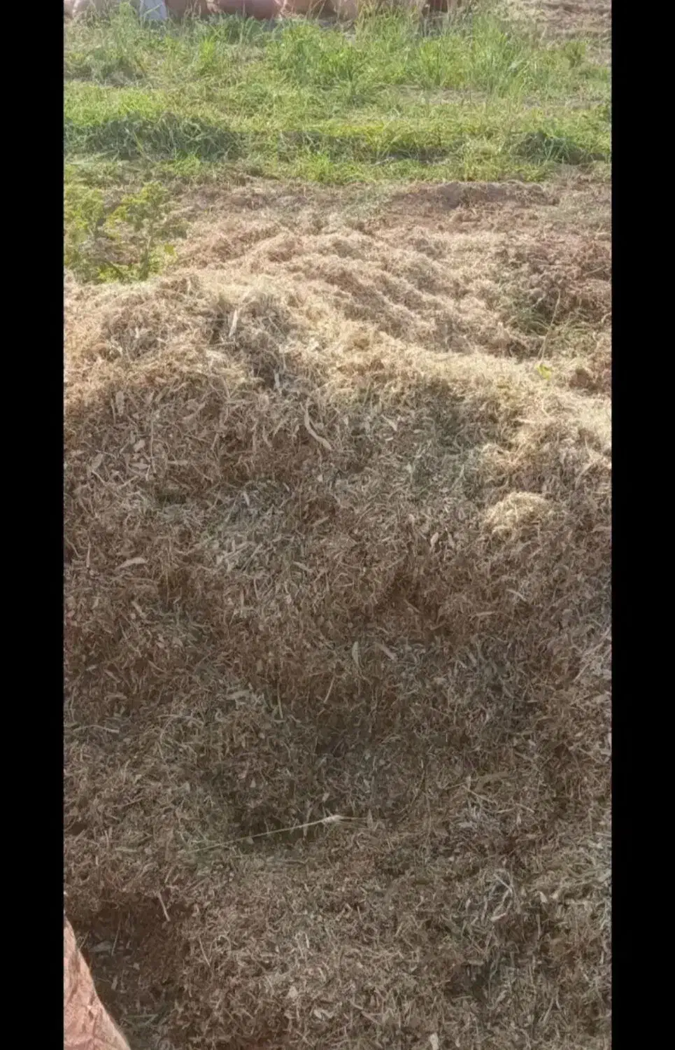 کاه لوبیا|لوازم جانبی حیوانات|دره شهر, |دیوار