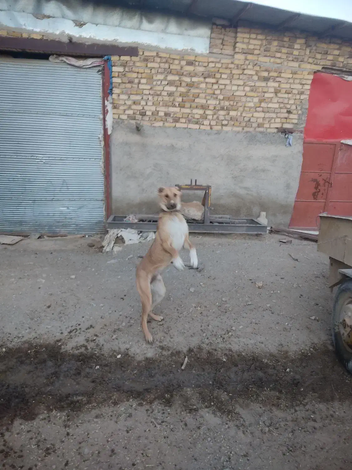 واگذاری سگ|سگ|رزن, |دیوار