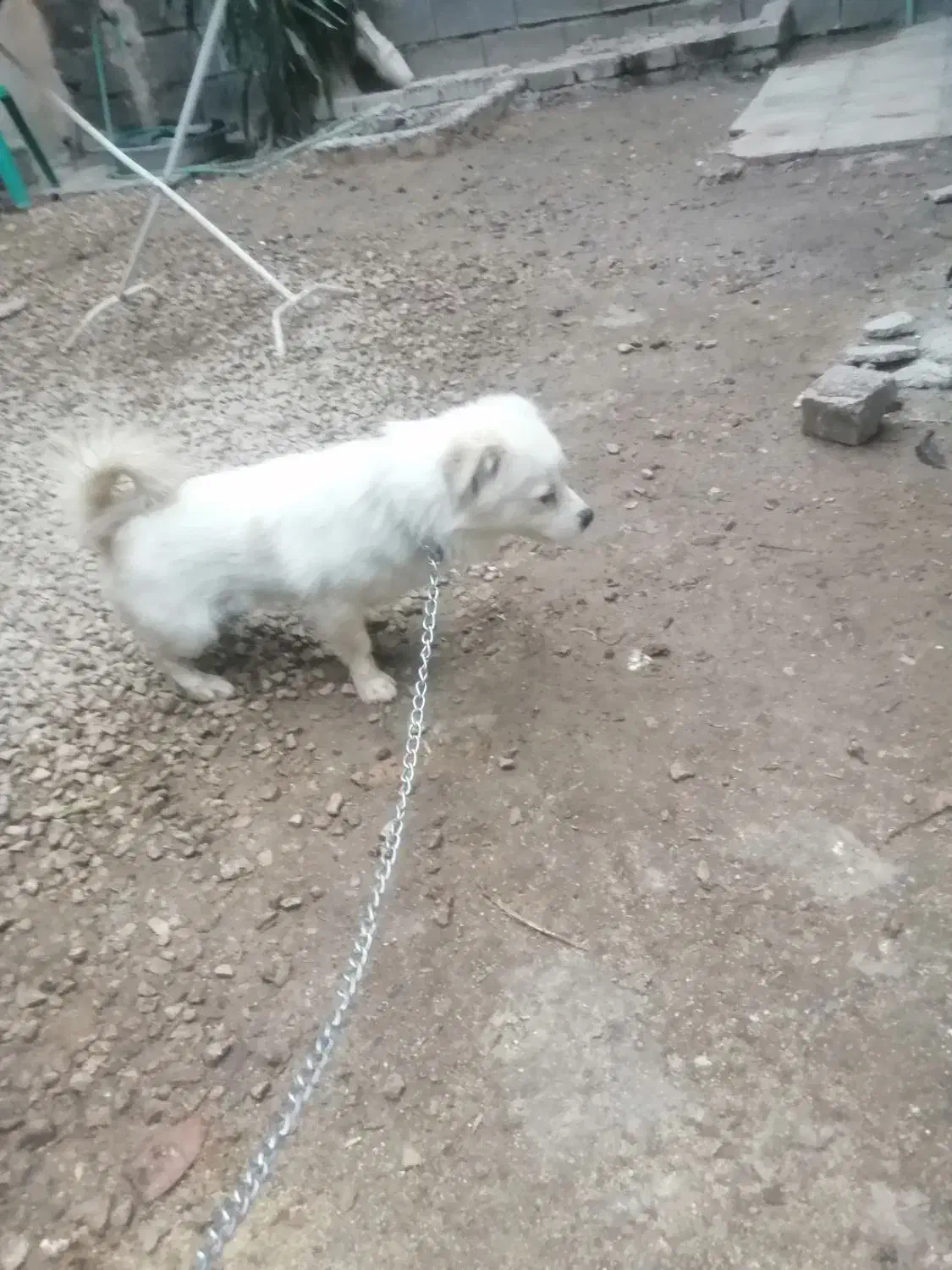 واگزاری سگ اشپیتزقیمت 3تومان|سگ|شیراز, کرونی(خاتونک)|دیوار